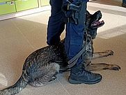 Policja