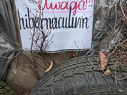 Pudło hibernaculum 
