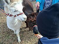 Dziecko karmi alpaki marchewką 