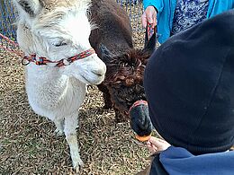 Dziecko karmi alpaki marchewką 
